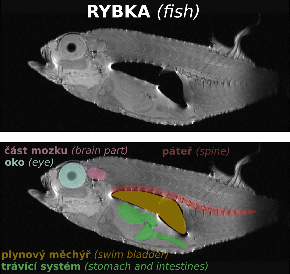 Zobrazení ryby