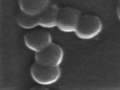 Anorganické nanokrystaly - SE