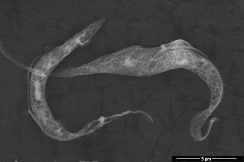 Trypanozoma