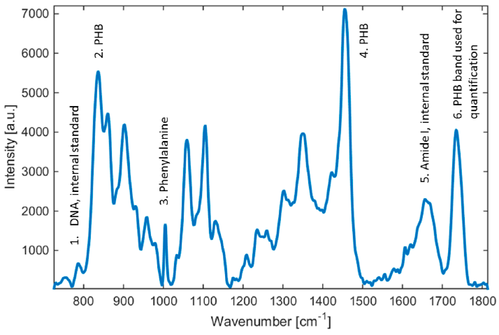 Raman spectra of Cupriavidus necator H16